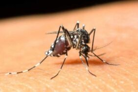 ^BATI NİL VİRÜSÜ